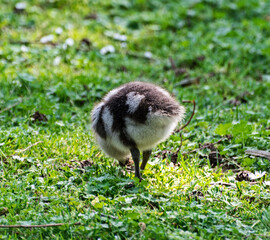 wild goose chick