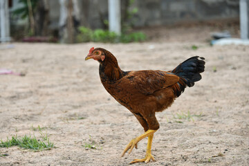 A young brown hen in the garden walks on the green grass.