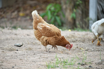 A young brown hen in the garden walks on the green grass.