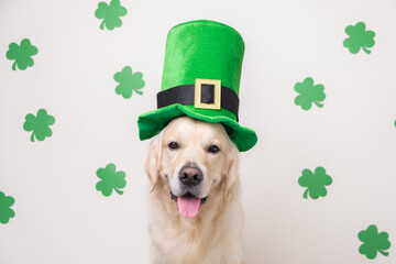 A dog in a leprechaun hat sits on a white background with green clovers. Golden Retriever on St....