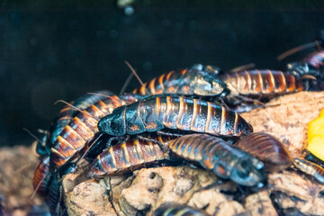 cockroaches