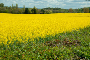 Fototapeta premium Canola yellows in the summertime.