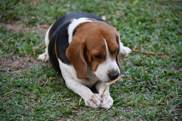 The beagle is a dog breed native to the United Kingdom. They belong to the group of hounds. have short hair and speckled ears A dog with an excellent sense of smell. with a very sensitive sense of sme