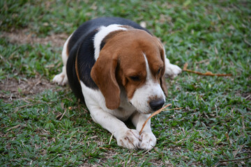 The beagle is a dog breed native to the United Kingdom. They belong to the group of hounds. have...