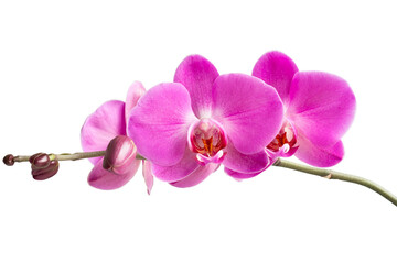 branch of a blooming pink orchid close-up on a white background