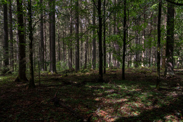 Fototapeta na wymiar Black forest
