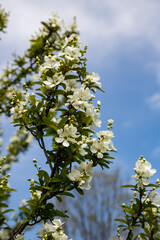 Pearlbush 'The Bride' Exochorda x macrantha in park the so-called pearly white flowers on a blue sky background