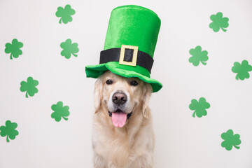 A dog in a leprechaun hat sits on a white background with green clovers. Golden Retriever on St. Patrick's Day