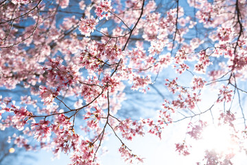 Pink Blossoms on a Tree in the Springtime with Blue Sky