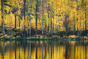 Autumn forest