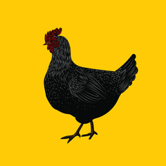 Cute and funny colorful farm rooster, chicken,cock, cockerel, cartoon vector illustration.