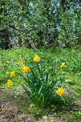 Daffodil flowers in the garden.