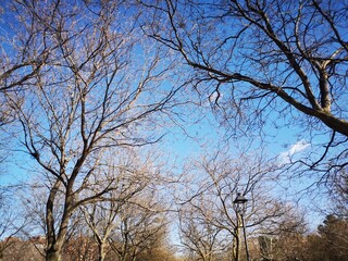 Trees during winter in the park in Madrid