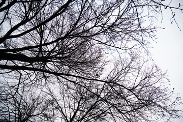 Bare tree branches against the sky. Bottom view
