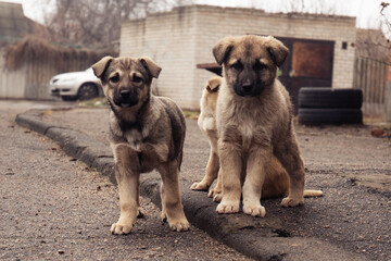 small cur puppies on the street