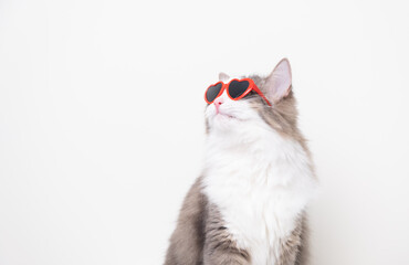 Cute funny cat with red heart-shaped sunglasses sitting on a white background. Postcard with cat...