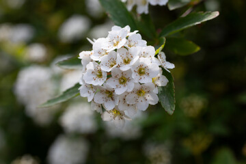 Blooming bush with white flowers named Spiraea Vanhouttei also called bridal wreath bush. Natural floral textures.