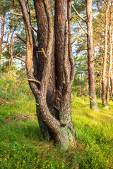Fototapeta premium Im Nadelwald mit Fichten im Sommer.