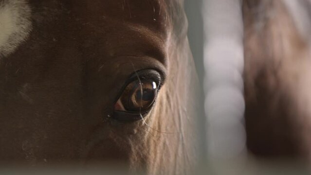 Close-up of the brown horse's eyes through the bars