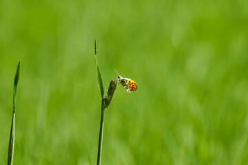 Anthocharis cardamines, the orange tip butterfly