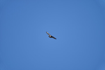 Buteo, Buzzard soaring high in the blue sky looking for prey