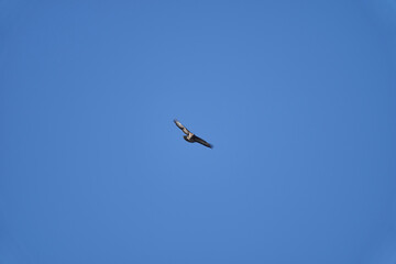 Buteo, Buzzard soaring high in the blue sky looking for prey