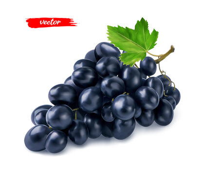 Black grape with grape leaf isolated on white. Realistic vector illustration of black grape.
