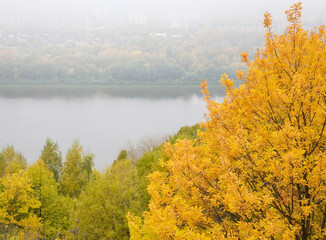 A young oak tree with yellow autumn leaves and a view of the Oka River from the central park in Nizhny Novgorod - 485570032