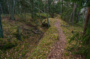 Pathway across autumn forest. Winding road. Kemeri National Park, Latvia.