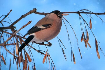 bird on a branch