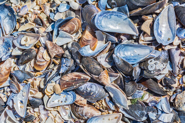Broken seashells on the beach, background