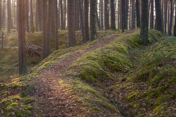 Pathway across autumn forest. Winding road. Kemeri National Park, Latvia.