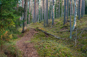 Pathway across autumn forest. Winding road. Kemeri National Park, Latvia.