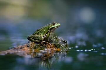frog in the water