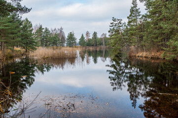 Fototapeta na wymiar Swamp pond lake in Kemeri national park, Latvia. Serene morning scenery with reflection of cloudy sky on the water surface.