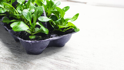 Corn salad or lamb's lettuce in reused egg box, sustainable home gardening and connecting with nature concept, copy space