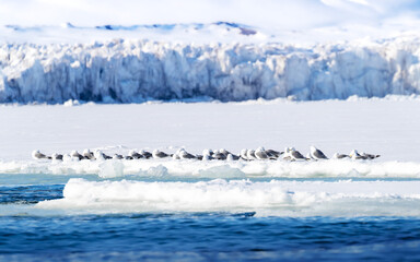 Colony of black-legged kittiwake gulls, Rissa tridactyla, at the edge of the fast ice in Nordfjorden, Svalbard