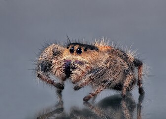 macro photography of a spider