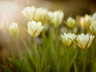 Weiße Tulpen