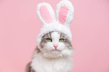 Cute kitty looks at the camera in a bunny costume. The cat is sitting on a pink background wearing...