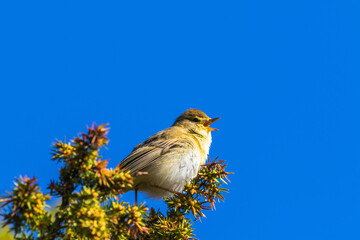 Willow warbler singing from a treetop
