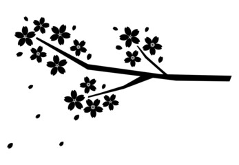 桜の枝　シルエット　モノクロ　左向き