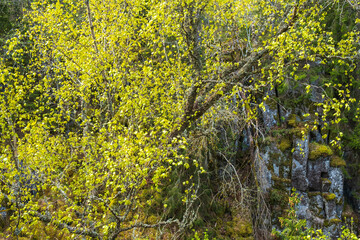 Birch tree in sunlight at spring