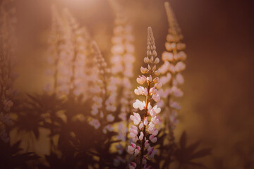 Beautiful light delicate lupine flowers bloom in a dark forest, illuminated by the rays of dawn sunlight in the early foggy morning. Nature.