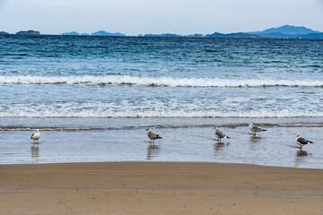 志賀島　玄界灘の鳥のいる風景