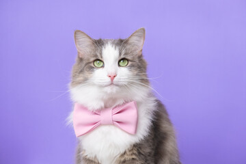 Cute gray cat sitting in a bow tie on a light purple background. Monochrome background with space for text. Postcard with a cat for Valentine's Day, Spring, Women's Day