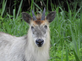 二ホンカモシカ