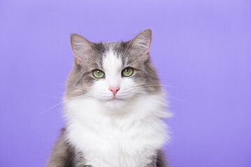 Fototapeta na wymiar Cute gray cat sitting on a light purple background. Banner with a pet and space for text