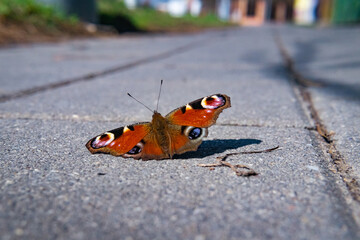 butterfly on the ground