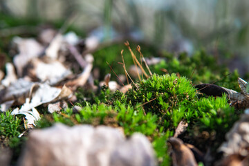 moss on the stone